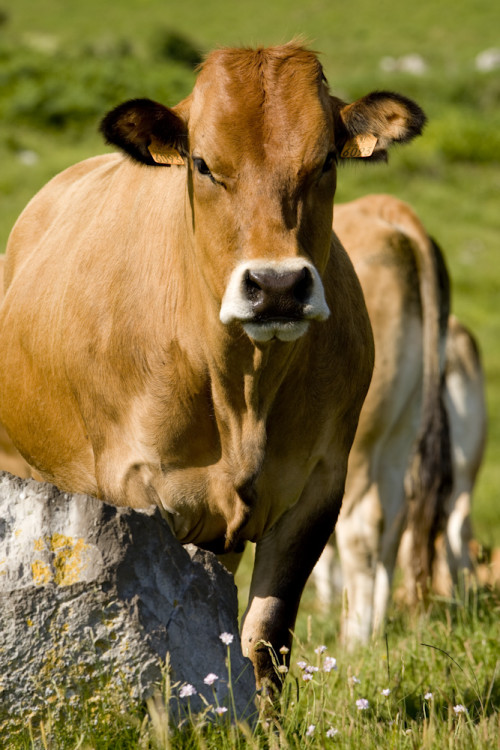Vaca Asturiana 